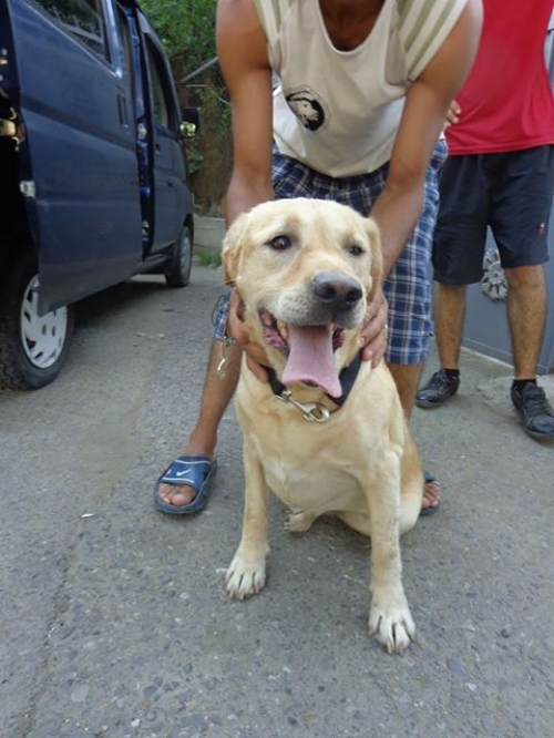 ლაბრადორი უსახელო