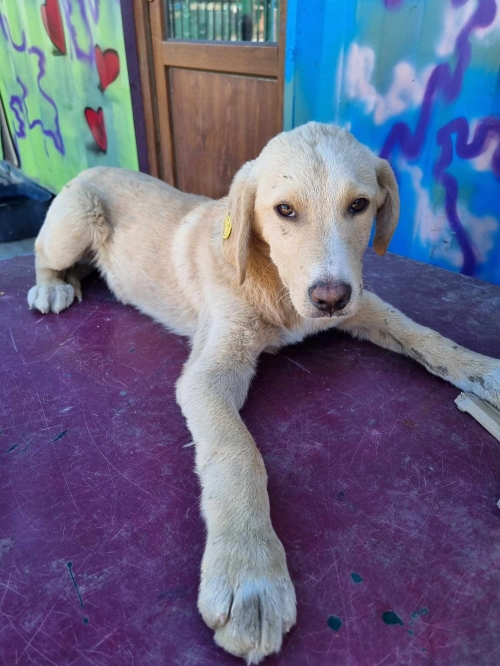 მეტისი ვარკეთილი სკვერი და პოლიციის შენობასთან ნახეს