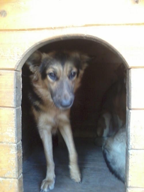 ქართული ქოფაკი ტურა