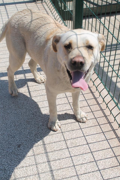 ლაბრადორი უსახელო