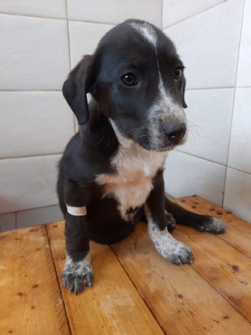 მეტისი უსახელო