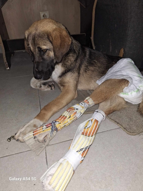 მეტისი ქიზიკის ქუჩა 11 ნომერი. ,, ცუცა,,