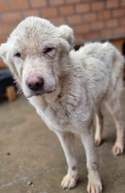 კავკასიური ნაგაზი ტაქს გამოატანა ანნა წიკლაური