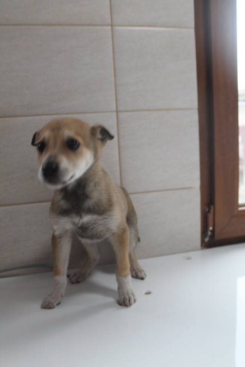 მეტისი უსახელო