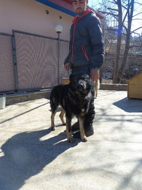 ქართული ქოფაკი ბუხა