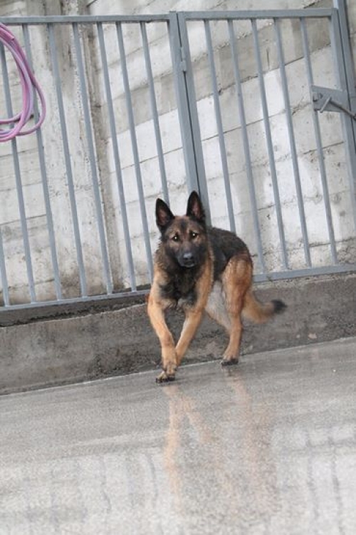 გერმანული ნაგაზი ჯებე