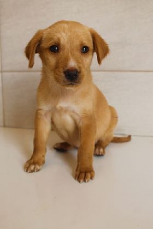 მეტისი უსახელო