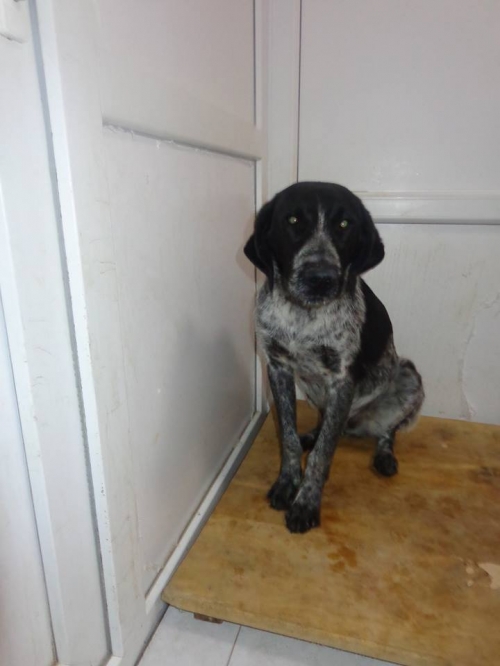 კურცხაარი უცნობი