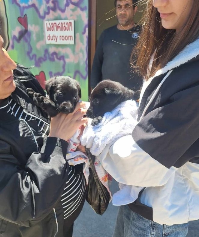 მეტისის 2 ლეკვი. გლდანი.