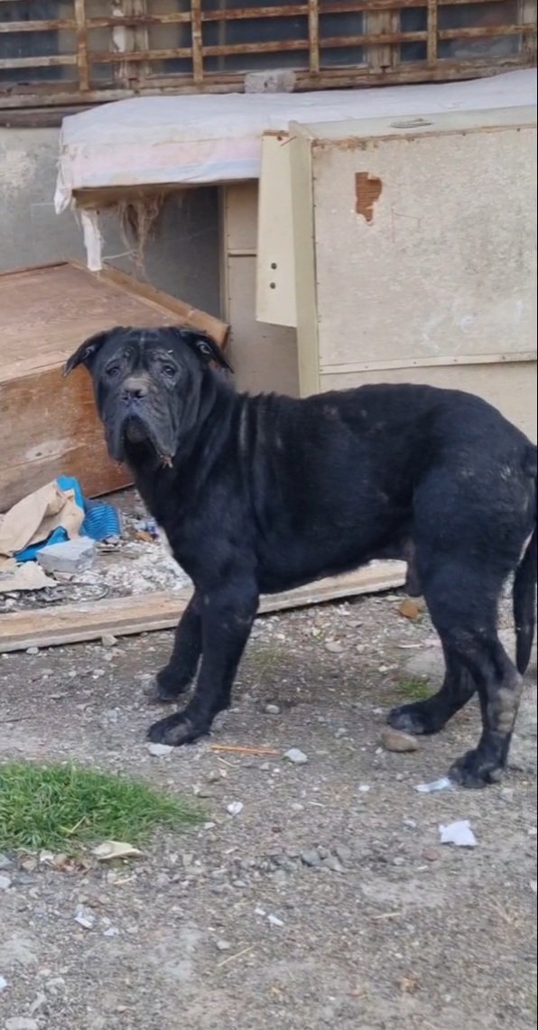 კანე კორსო კრწანისი