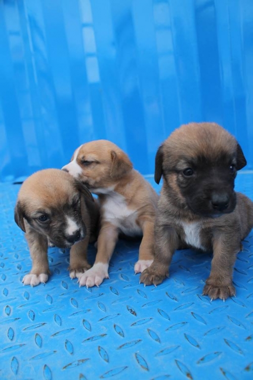 მეტისის ლეკვები უსახელო