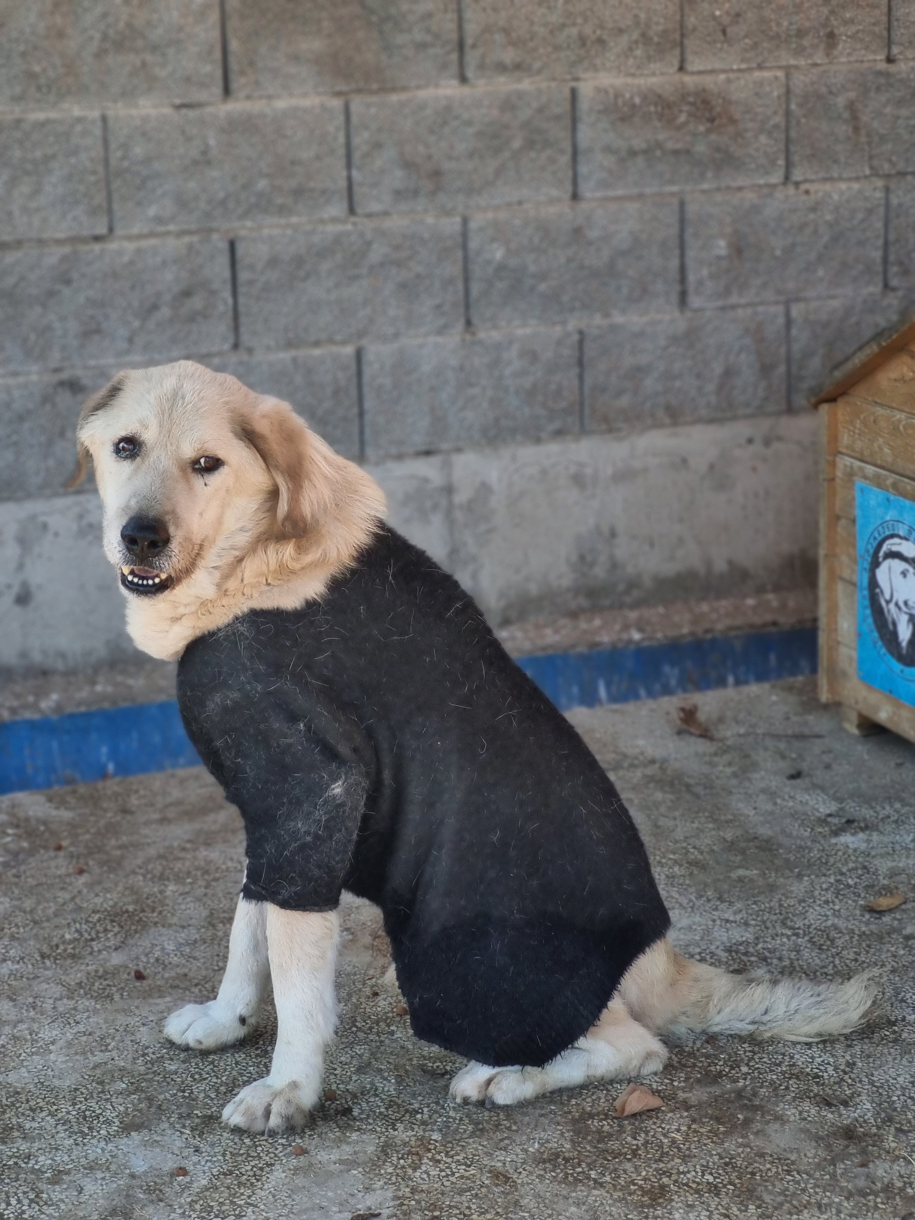 მეტისი. რუსთავის სასაფლაო