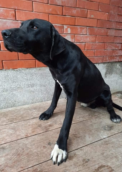 მეტისი წიწამური