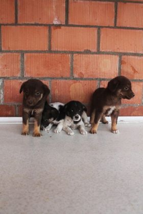 მეტისის ლეკვები უსახელო