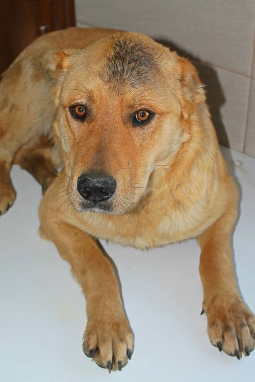 მეტისი უსახელო