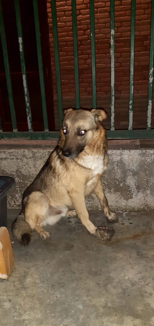 მეტისი უსახელო