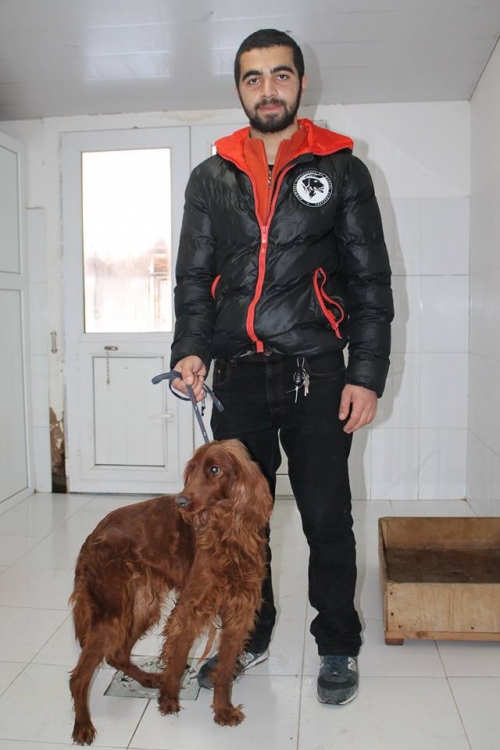 ირლანდიური სეტერი უსახელო