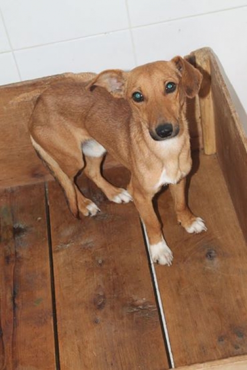 მეტისი უსახელო