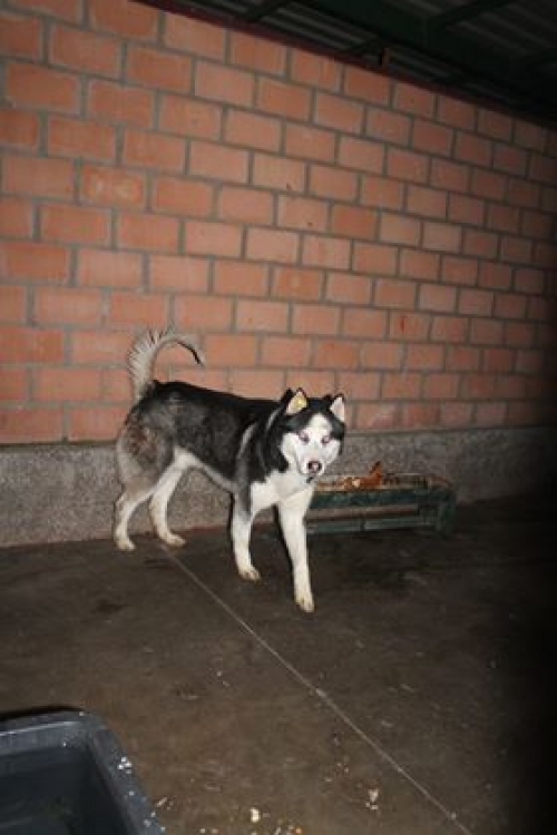 ლაიკა უსახელო