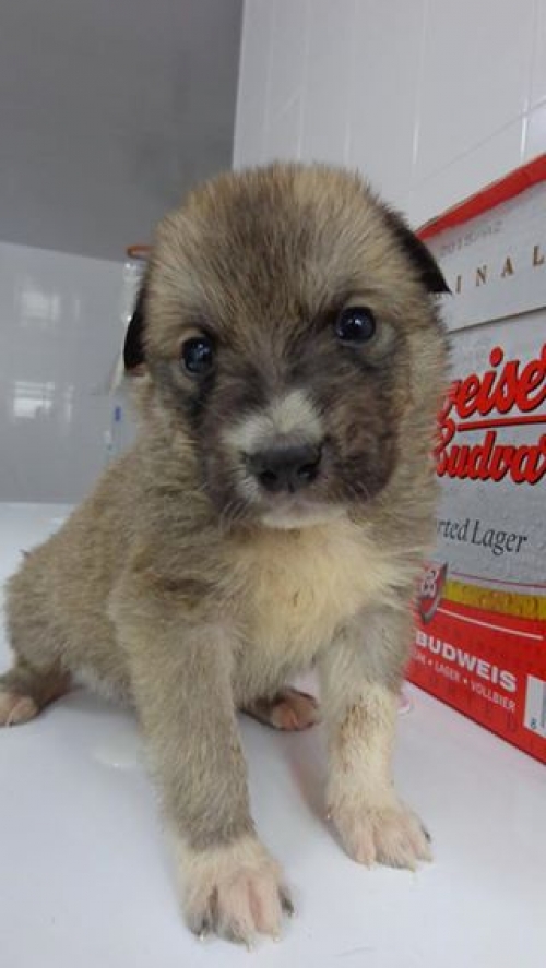 მეტისი უსახელო