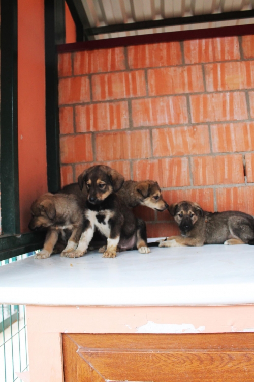 ქართული ქოფაკი უსახელო