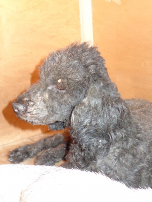 პუდელი ბუბუ