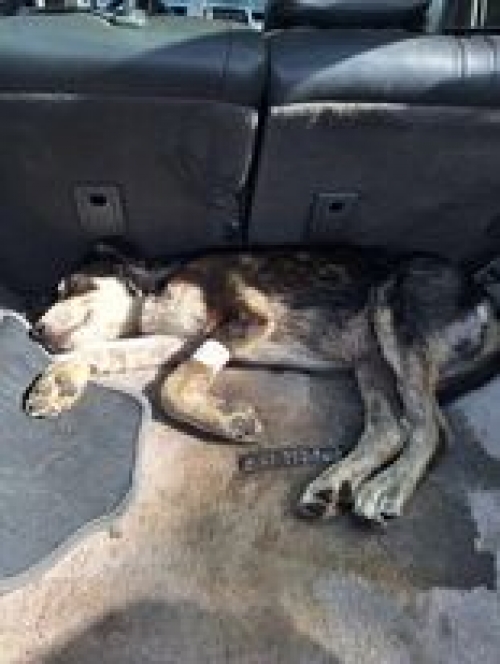 მეტისი ნაძალადევი მეტრო