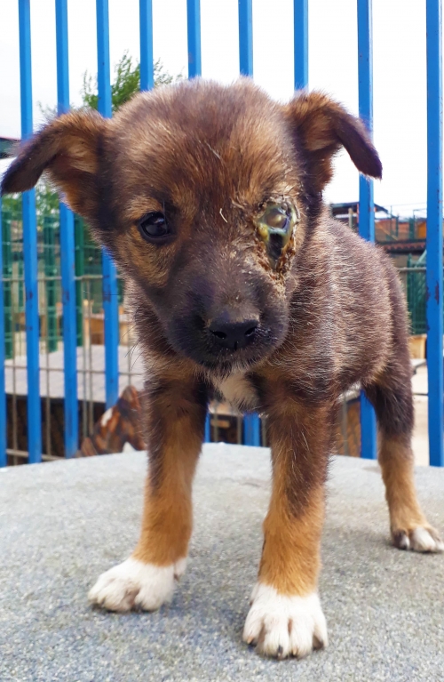 მეტისი უსახელო