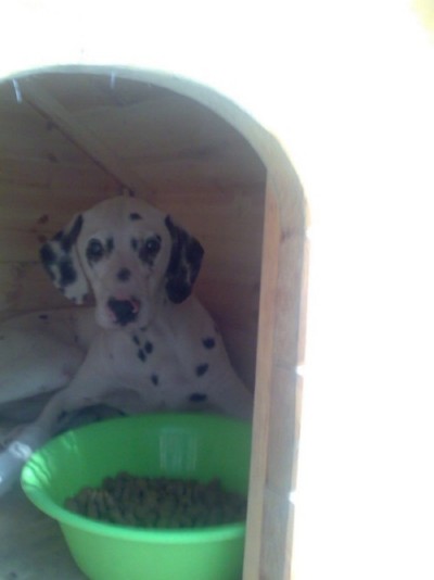 * გაჩუქებულები