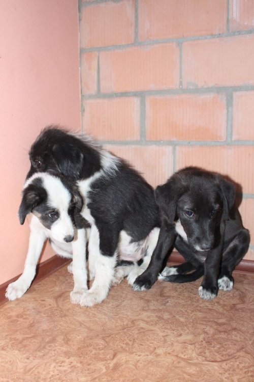 ბალონკის მეტისი უსახელო