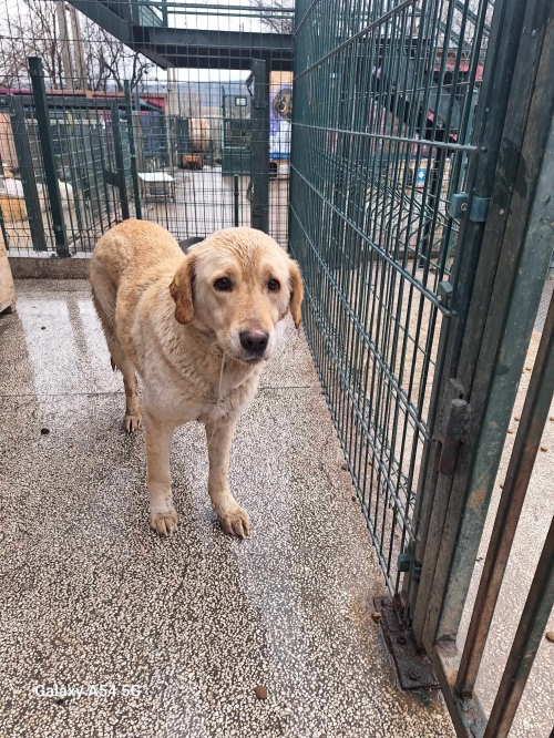 მეტისი მუხიანი ლერი ლანგურაშვილის ქუჩა 5