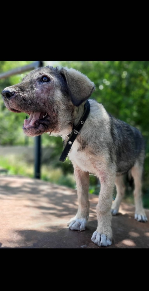 მეტისი დიღმის მასივ