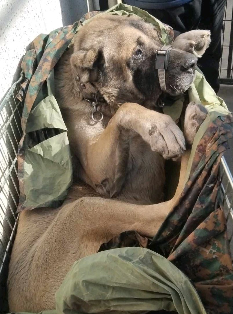 ქართული ნაგაზი. გურამიშვილი