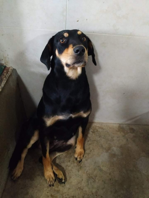 მეტისი ნაპოვნია რუსთავში