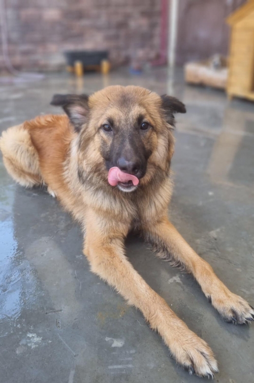 მეტისი გასპარი, ჩააბარეს ინდოელებმა