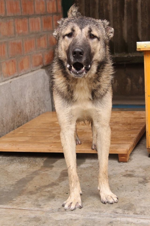 ქართული ნაგაზი როი