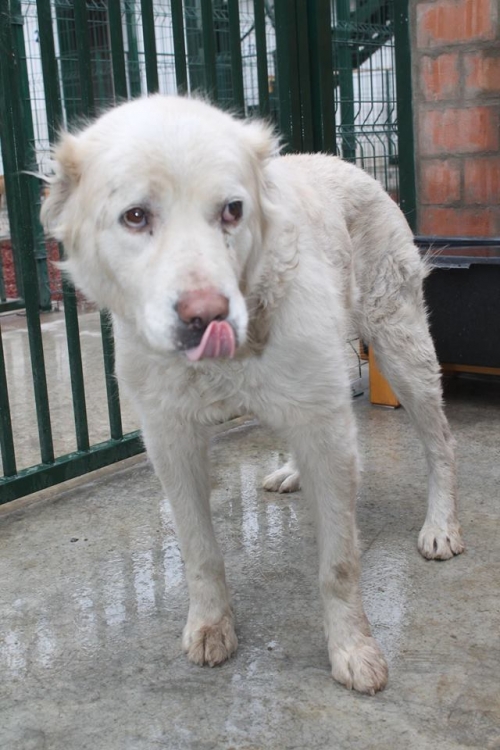 ქართული ნაგაზი უსახელო