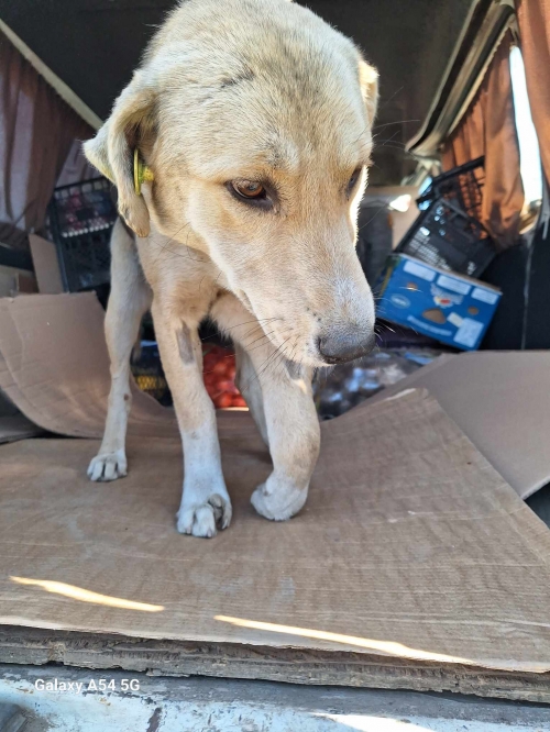 მეტისი მოსკოვის გამზირი საქართველოს ბანკი