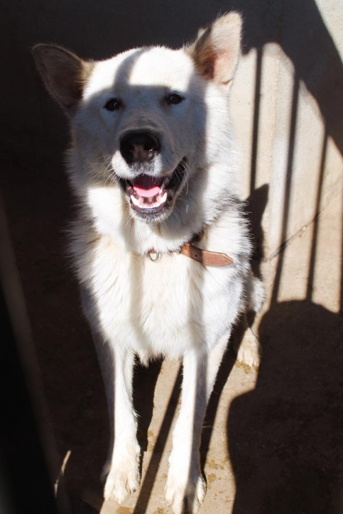 ლაიკა უსახელო