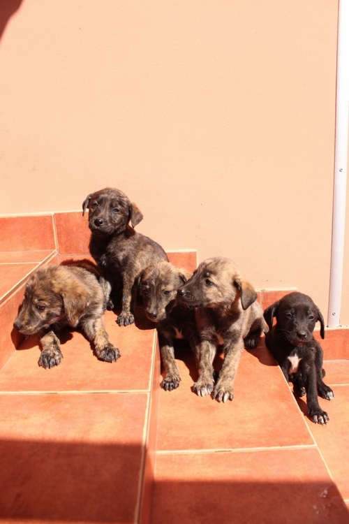 მეტისის ლეკვები უსახელო