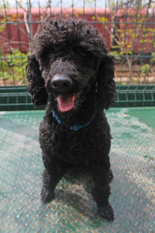 პუდელი უსახელო