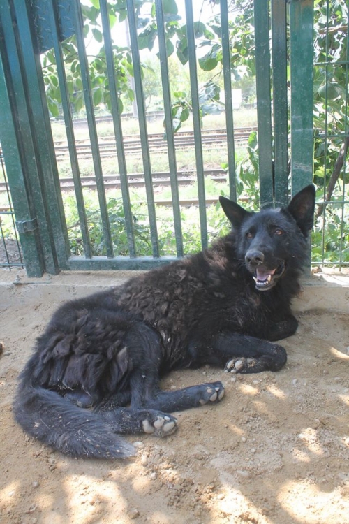 ბელგიური ნაგაზი უსახელო