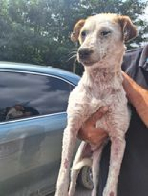 მეტისი გორანა