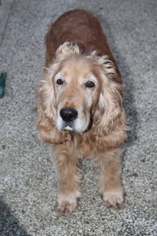 კოკერსპანიელი უსახელო