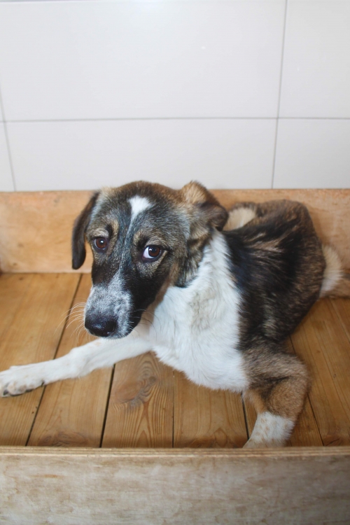 მეტისი უსახელო