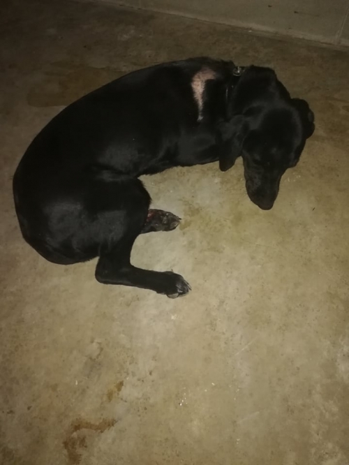 მეტისი ვაზისუბანი