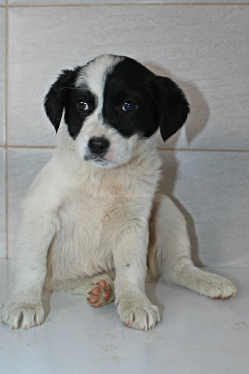 მეტისი უსახელო