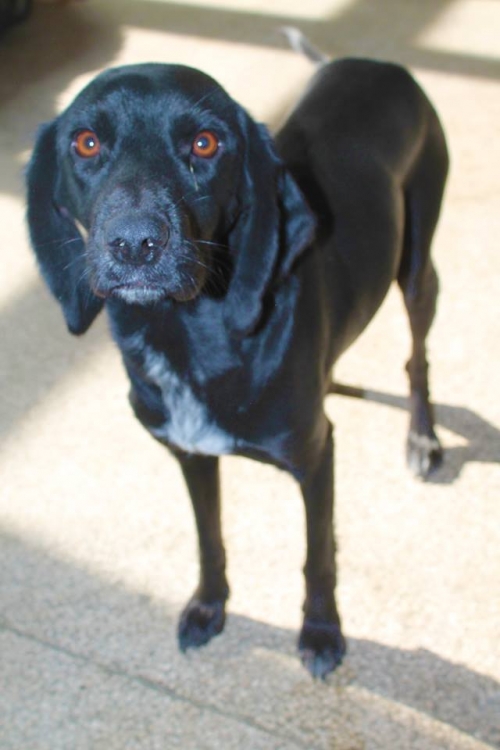 კოკერსპანელის მეტისი უსახელო