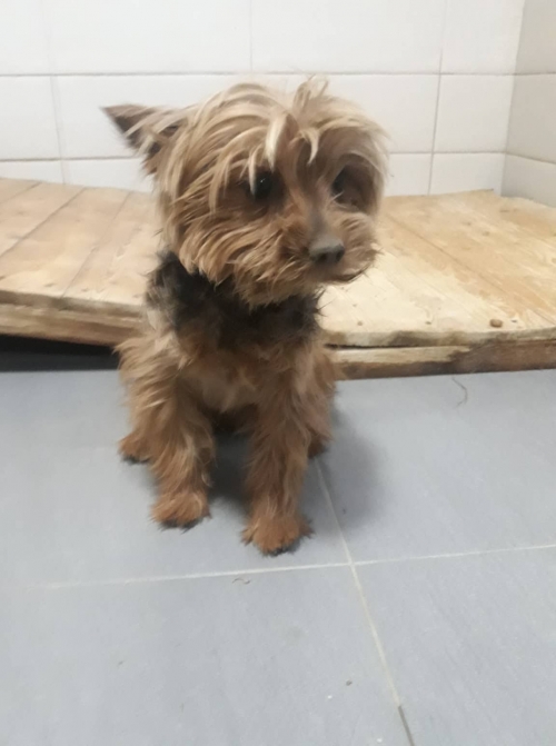 იორკშირ ტერიერი მეტრომშენის დასახლებაში მთის ძირის ქუჩა