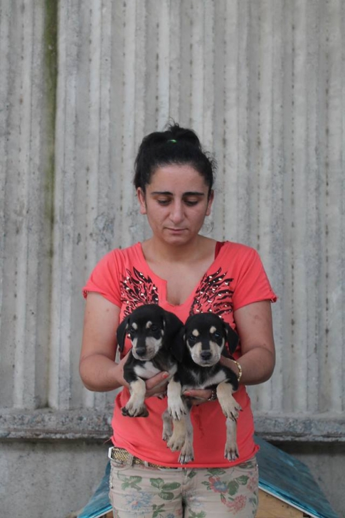 მეტისის ლეკვები უსახელო